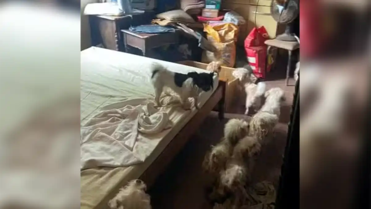 Mulher recebe multa de R$ 45 mil por maus-tratos a 15 cães