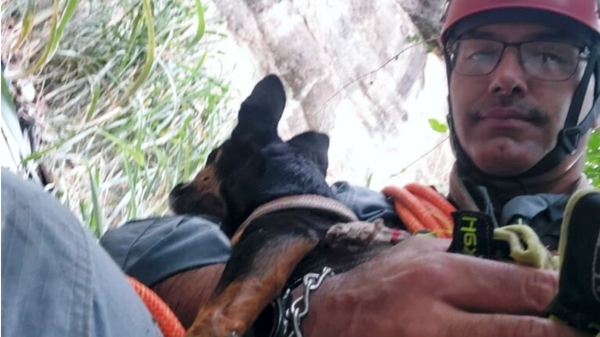 Bombeiros salvam cães após queda de 30 metros em Marília