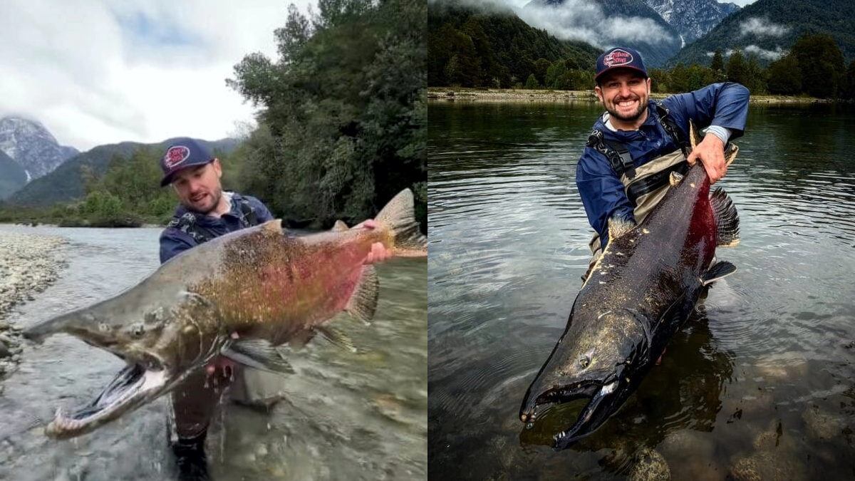 Brasileiro fisga raro salmão-rei gigante na Patagônia