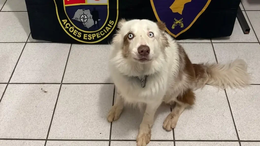 K9 Bruce