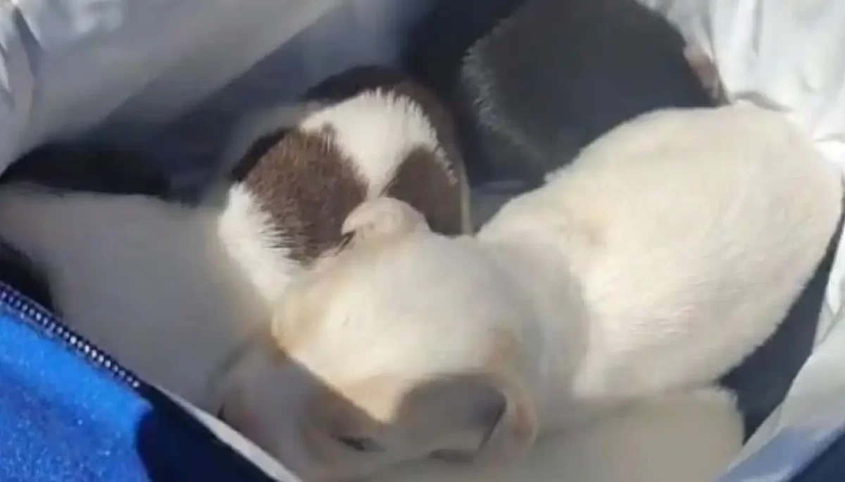 Divulgação/Prefeitura de Lençóis Paulista