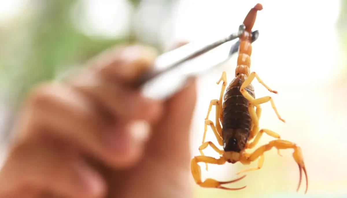 Tony Winston/Agência Saúde-DF