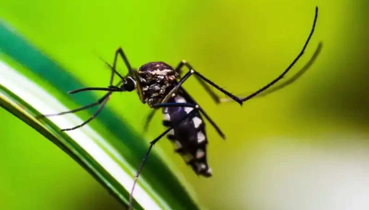 Foto: Shammiknr/Pixabay