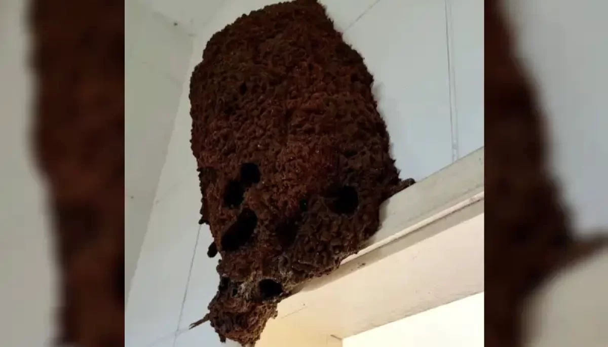 Foto: Divulgação/Prefeitura de Marília