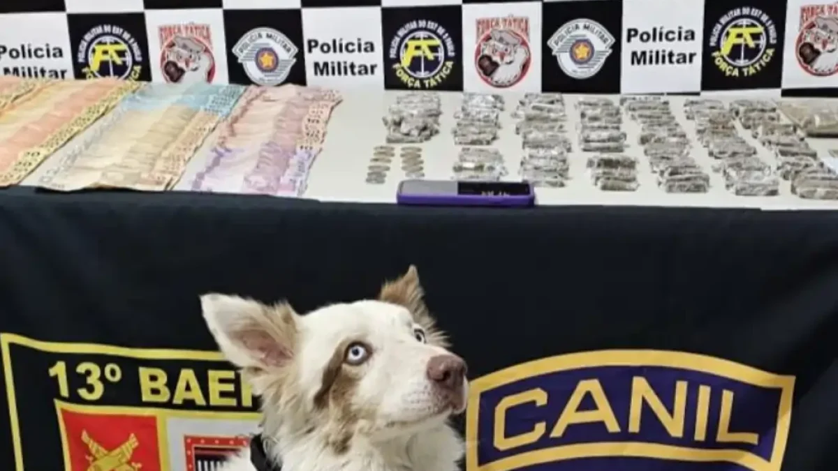 Foto: Divulgação/Polícia Militar