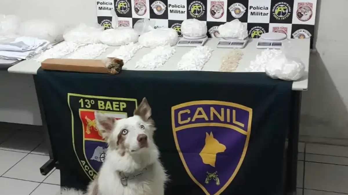 Foto: Divulgação/Polícia Militar