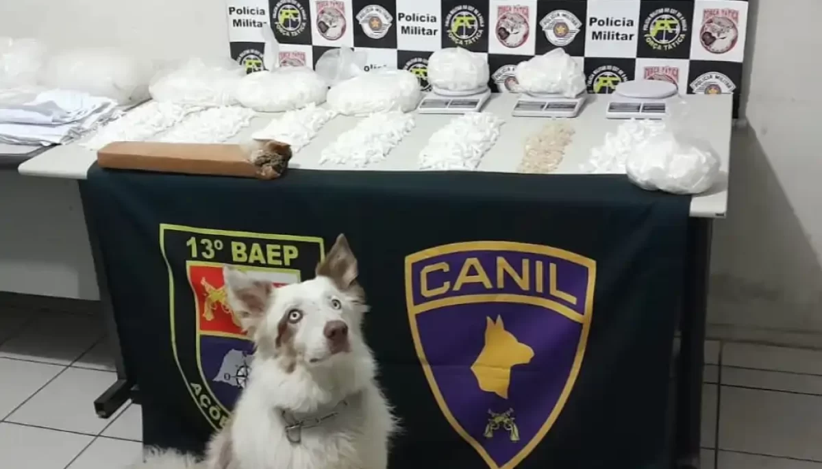 Foto: Divulgação/Polícia Militar