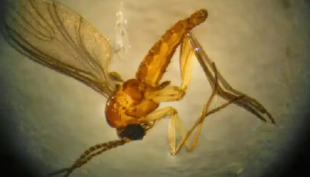 Foto: Divulgação/Sociedade Brasileira de medicina tropical