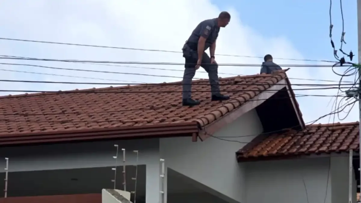 Divulgação