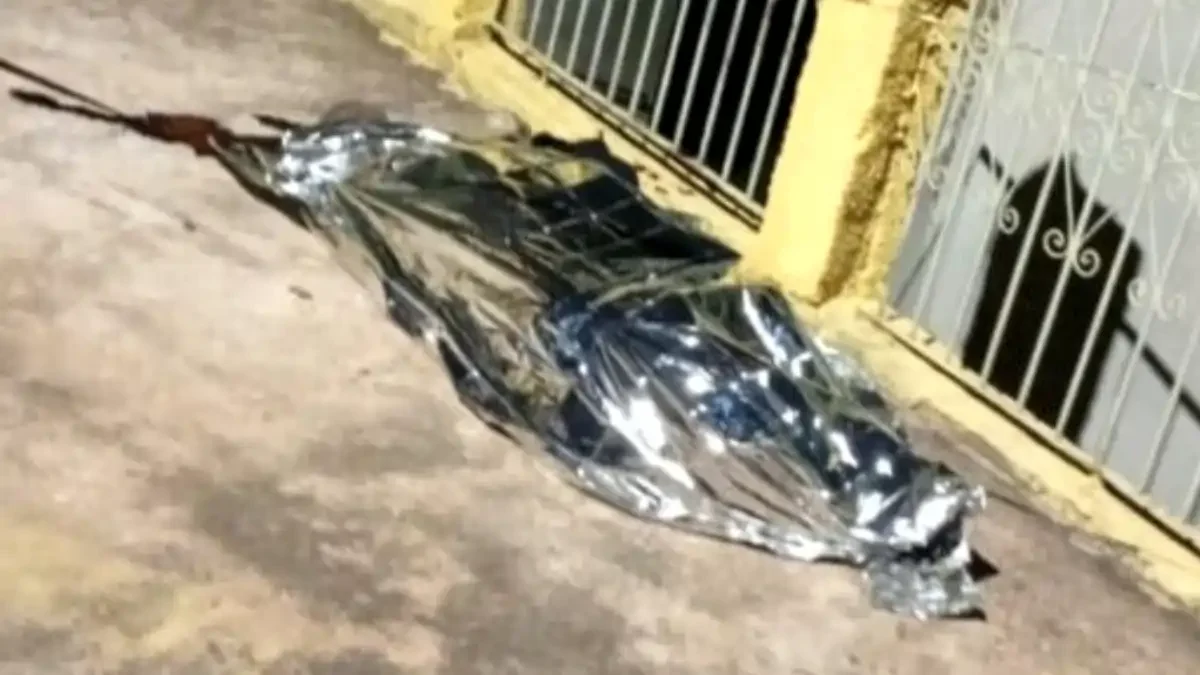 Divulgação