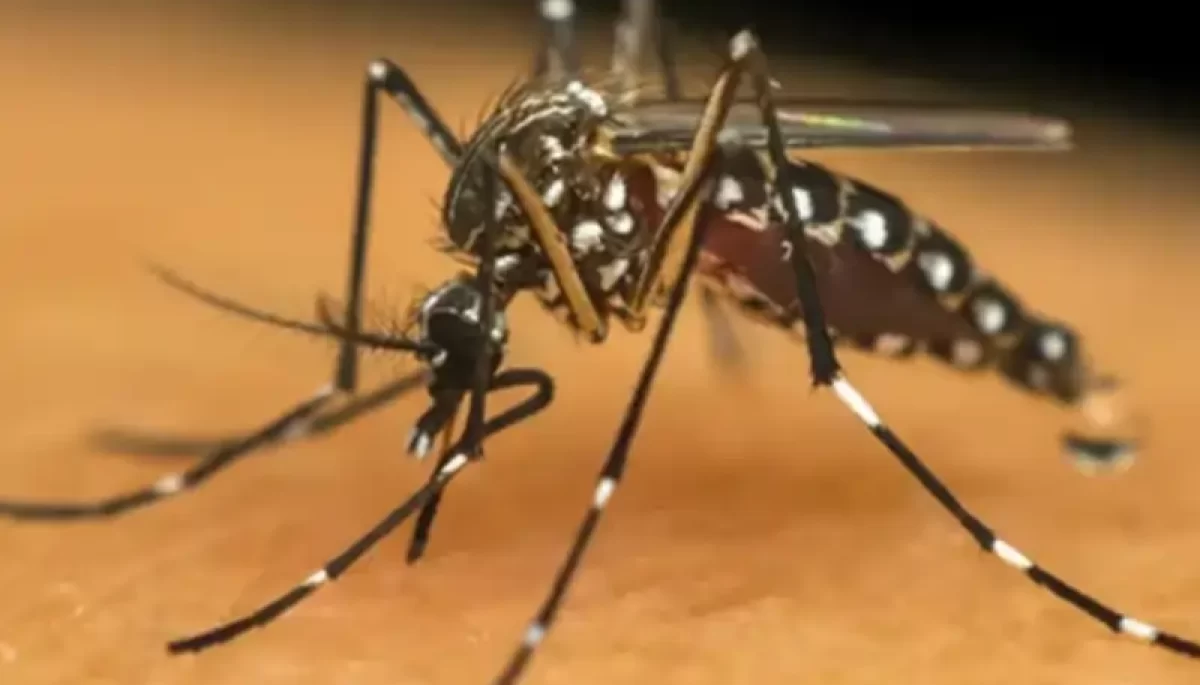 Foto: Reprodução/ Internet