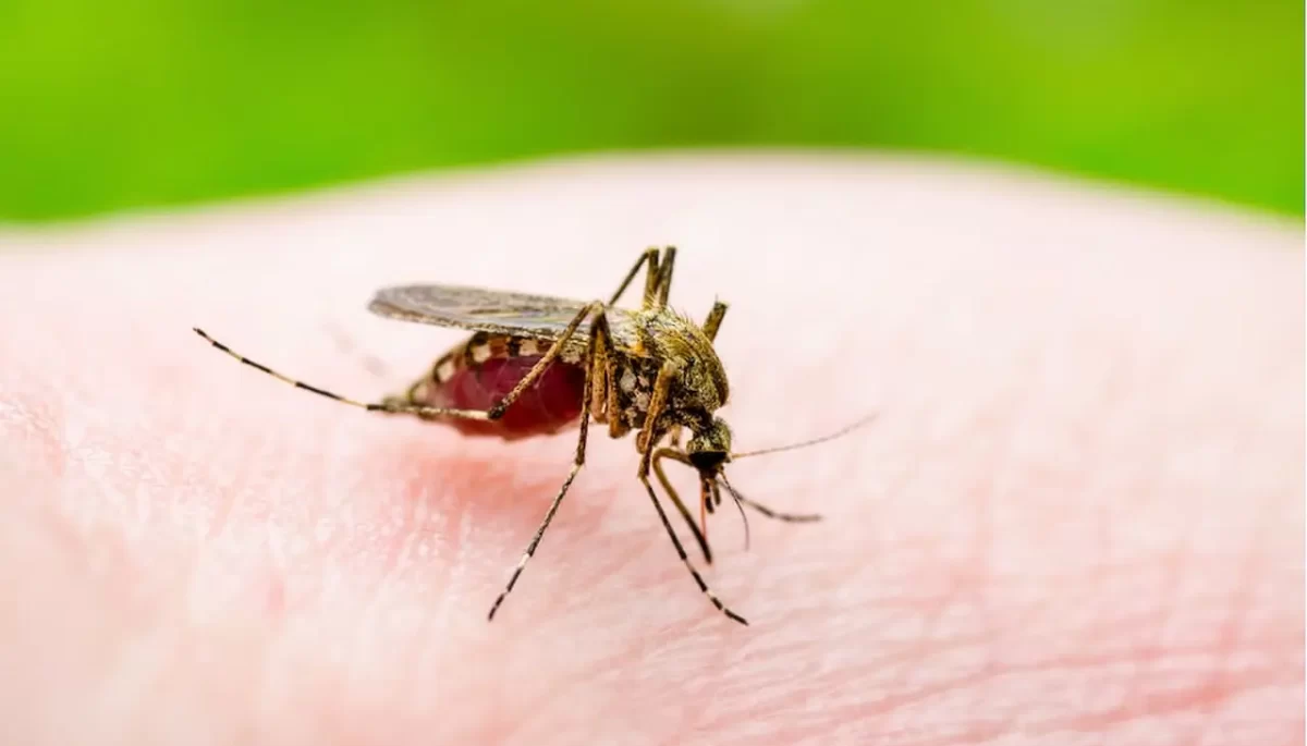 Mosquito-palha - Foto: Reprodução/ Internet