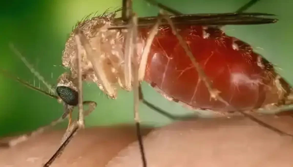 Foto: Conselho Federal de Farmácia/Divulgação