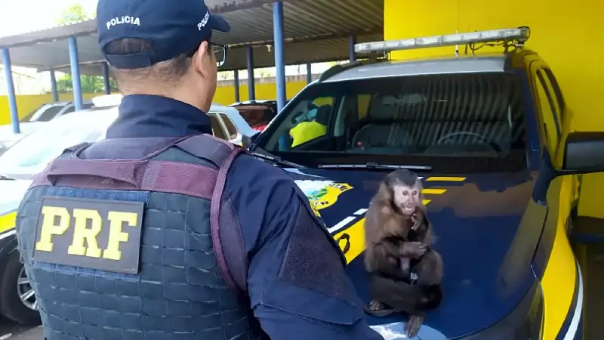 Foto: Divulgação/Polícia Rodoviária Federal