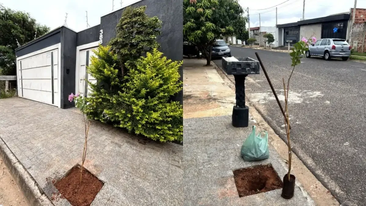 Divulgação