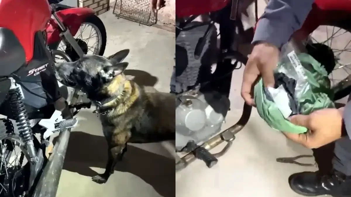 Divulgação/Polícia Militar
